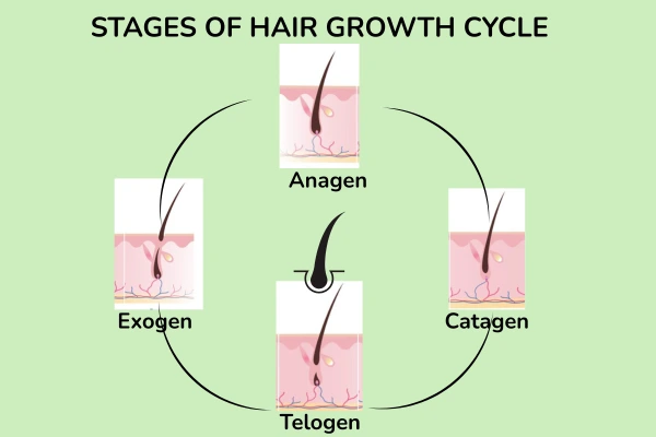 stages of hair growth cycle
