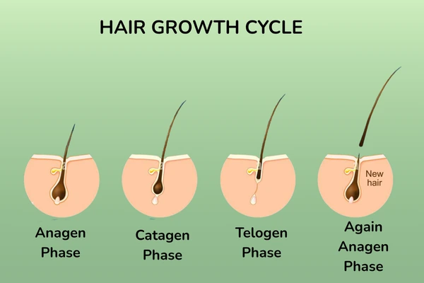 A hair growth cycle