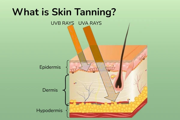 An illustrative image that explains about skin tanning
