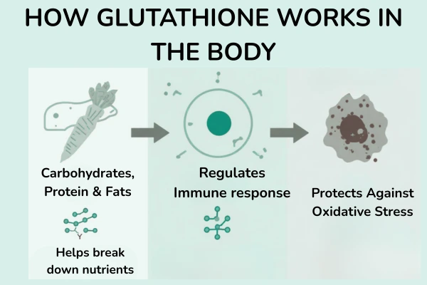 How the glutathione works?
